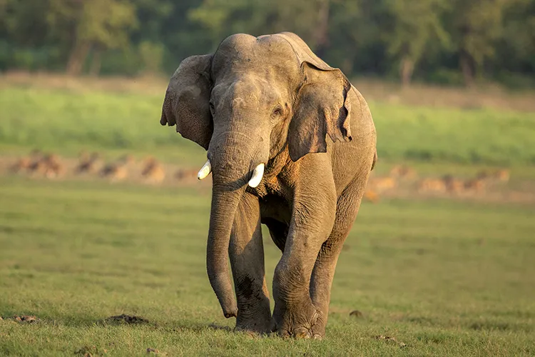 Corbett Tigers corbett elephant