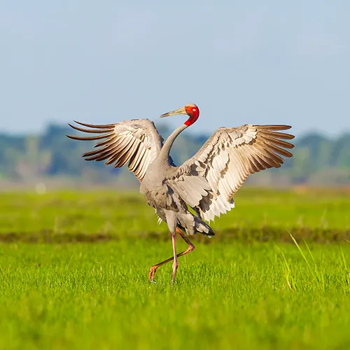 Dudhwa Bird