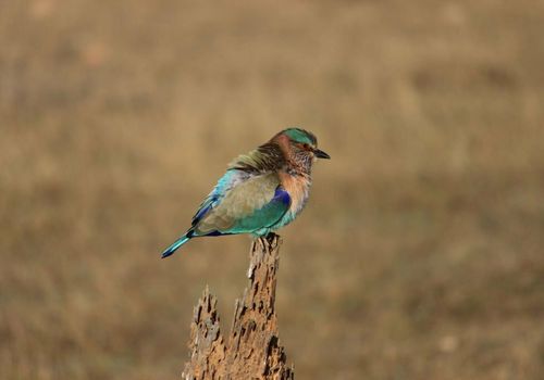 Indian roller