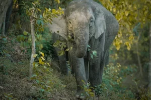 Kaziranga Gallery 1