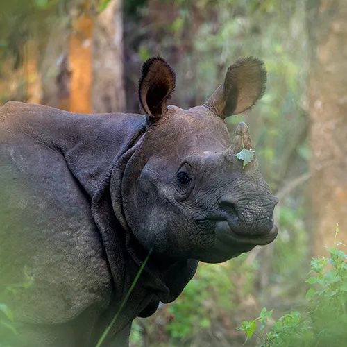 Kaziranga Mammal (1)