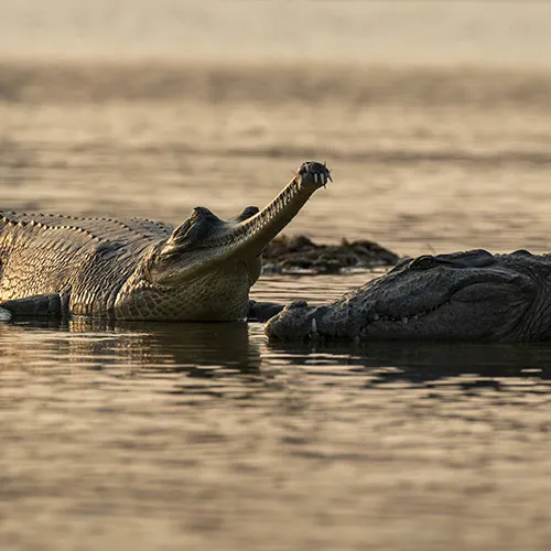 Kaziranga Reptile