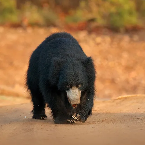 Panna Mammal