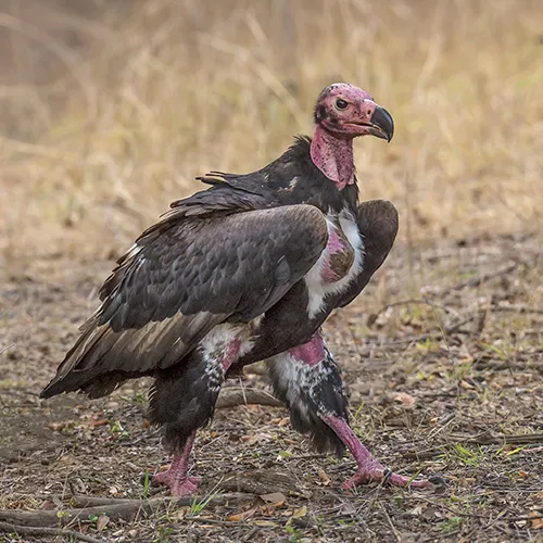 Pench Bird