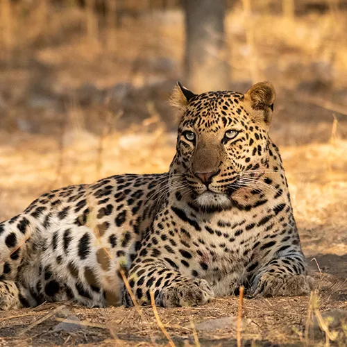 Pench Mammal