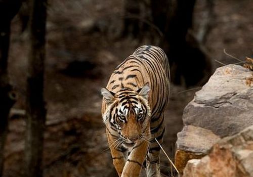 Ranthambore