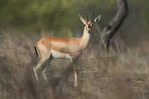 Ranthambore Gallery 1