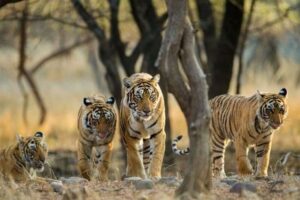 Ranthambore Tiger