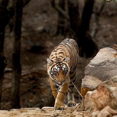 Ranthambore