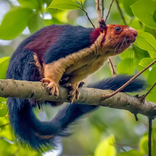 Satpura Mammal