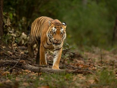 Tiger Bandhavgarh