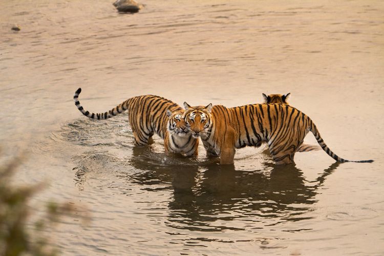 bengal tiger