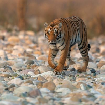 jim corbett