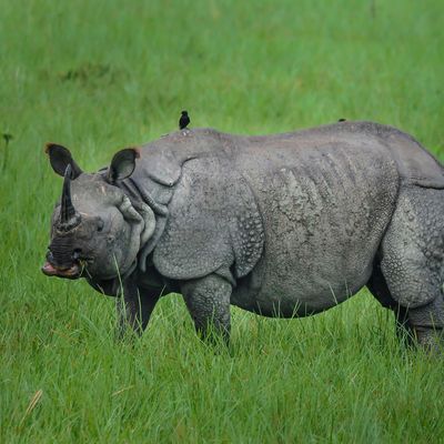 kaziranga