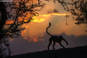 ranthambore national park mornings