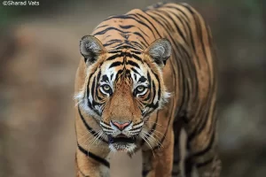 tiger at ranthambore