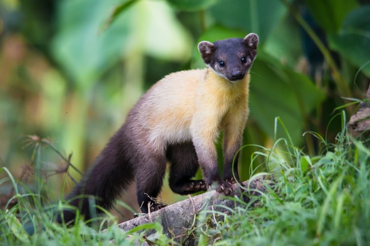 yelow marten