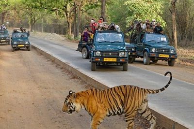 Jungle Safari in Tala Zone