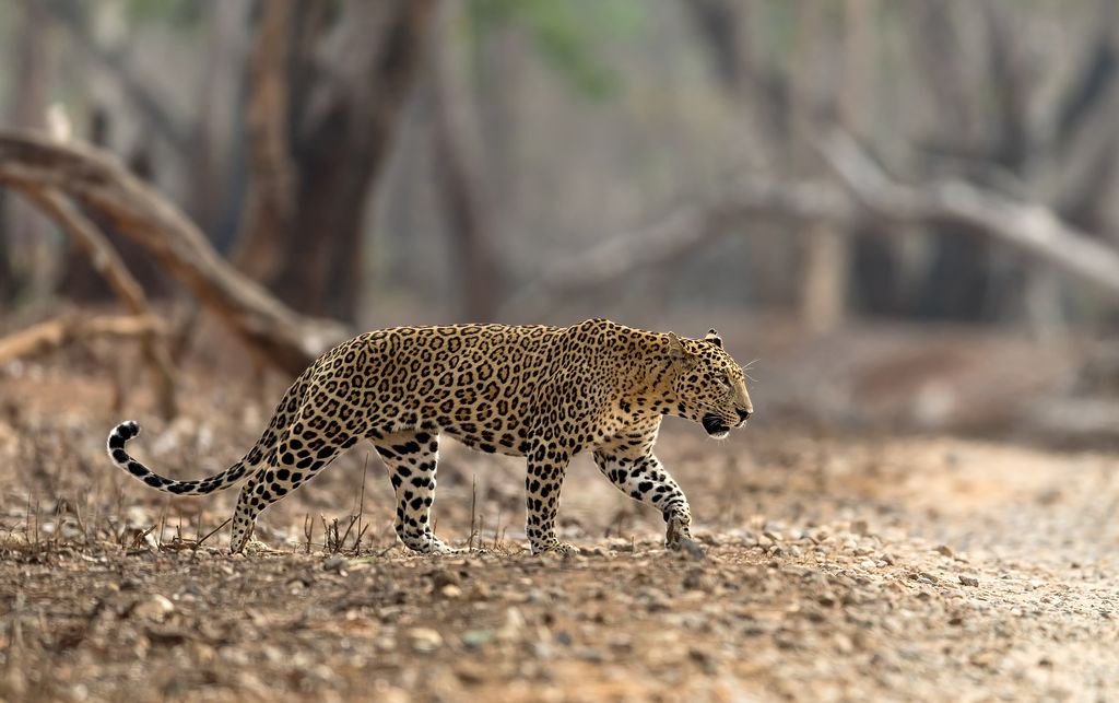 Leopards