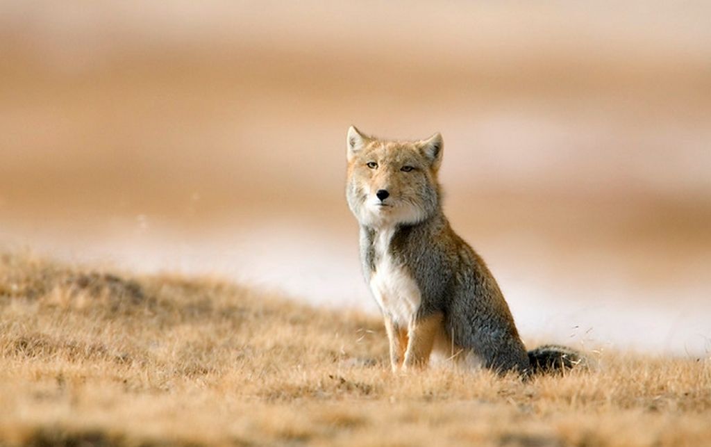 Tibetan Sand Fox (Vulpes ferrilata)