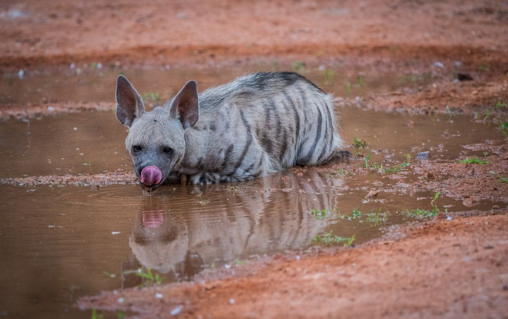 hyena in jaipur