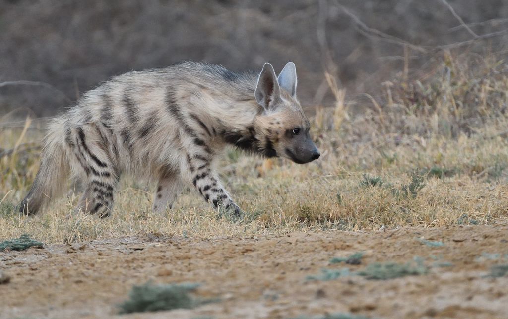 hyena