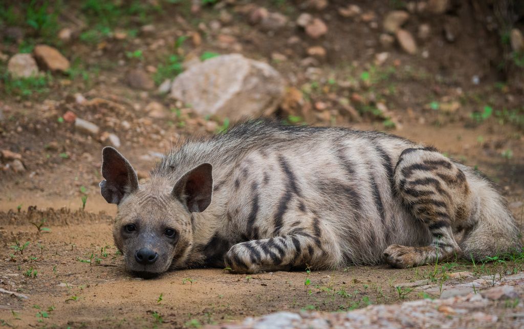 jhalana forest hyena