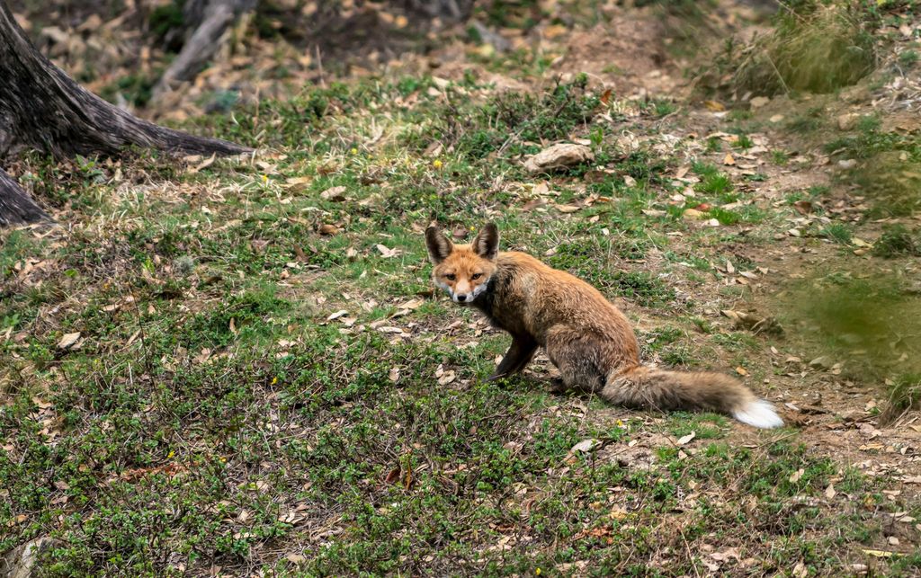 red fox