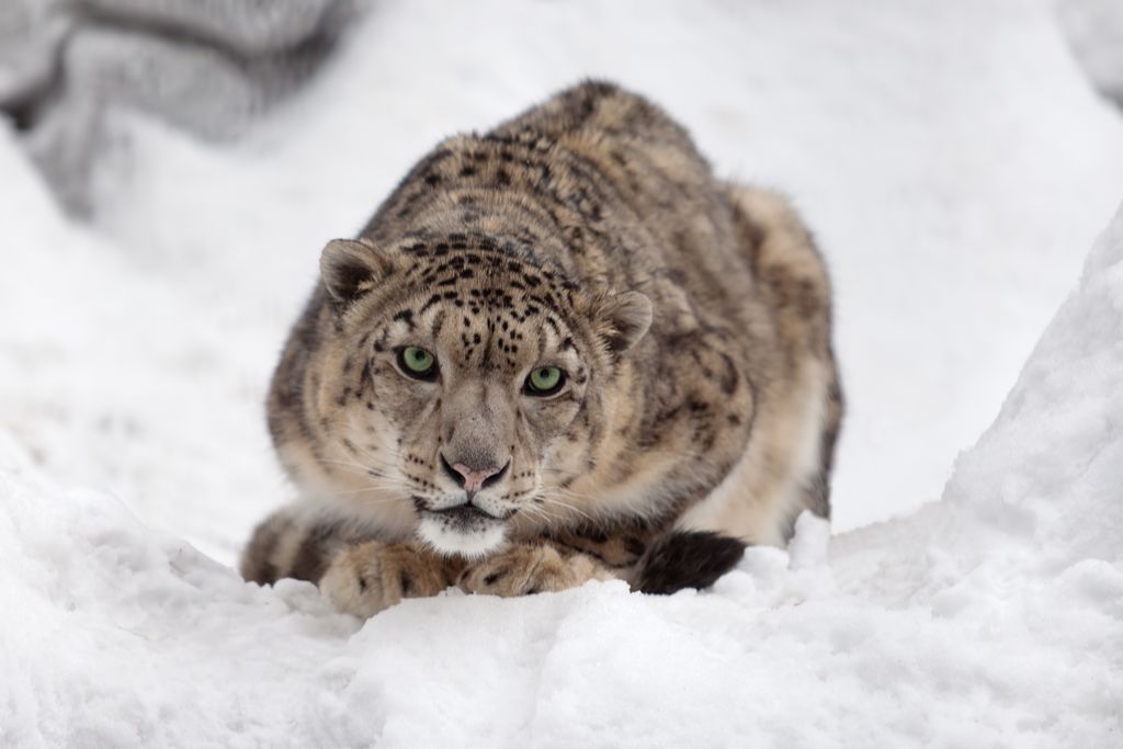 snow leopard