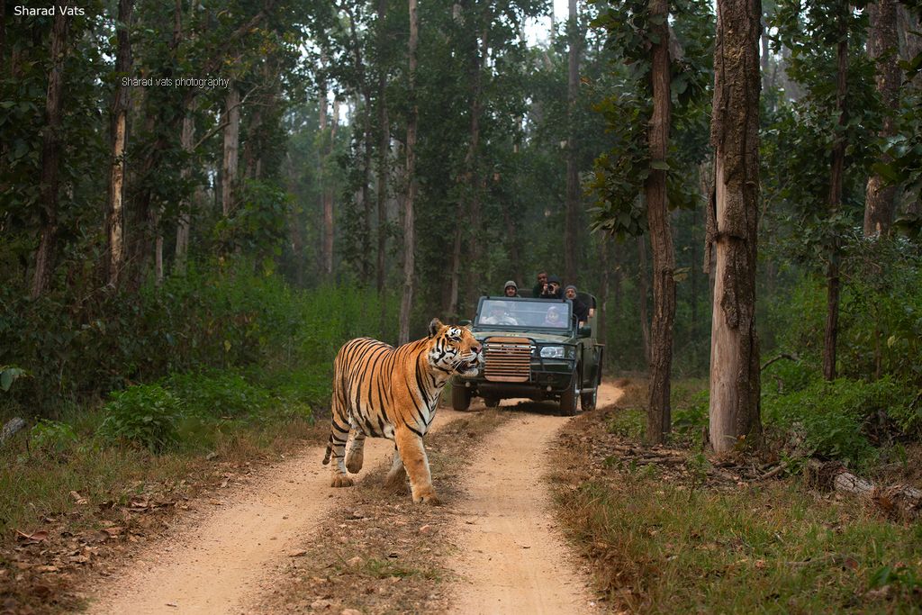 explore kanha national park (1)