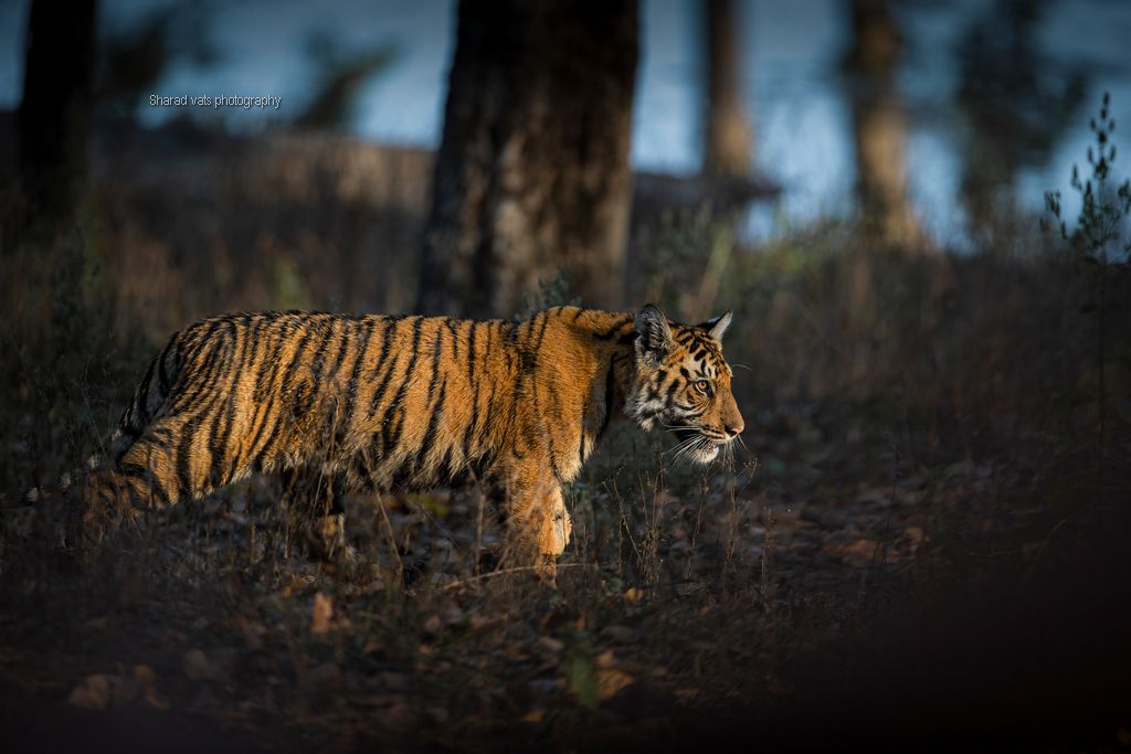 explore kanha national park (2)