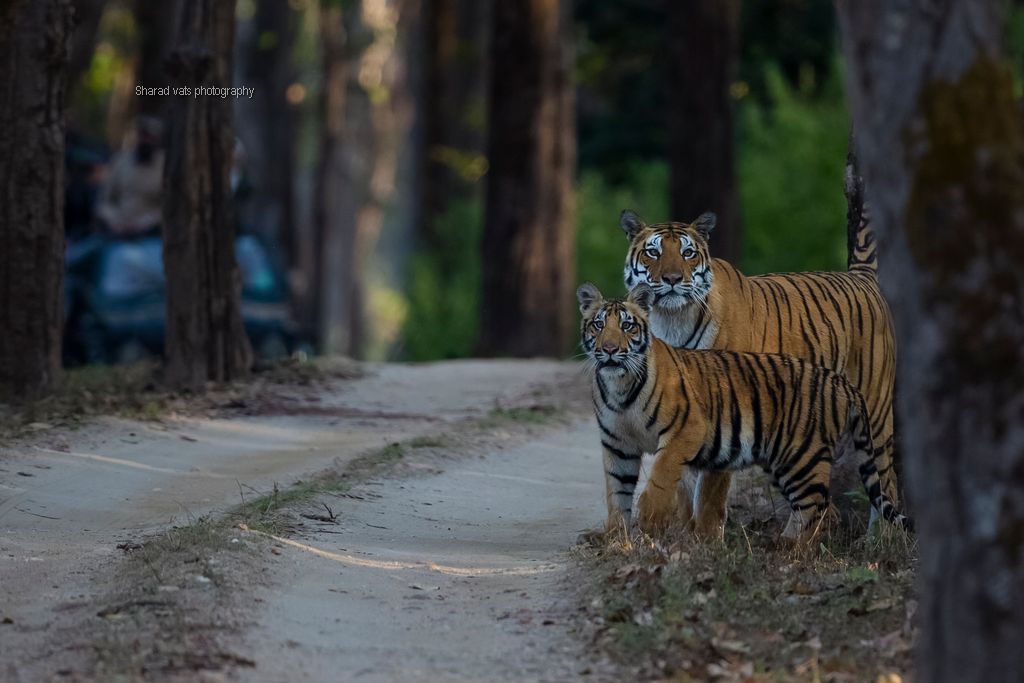 explore kanha national park (3)