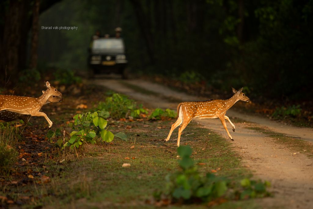 explore kanha national park (4)