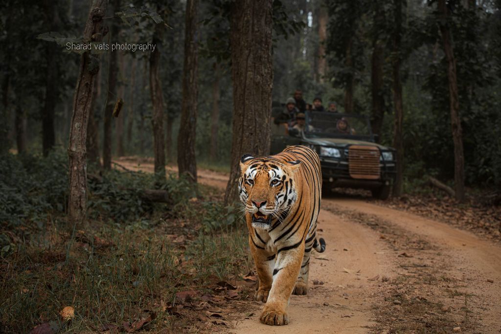 tiger in india (1)