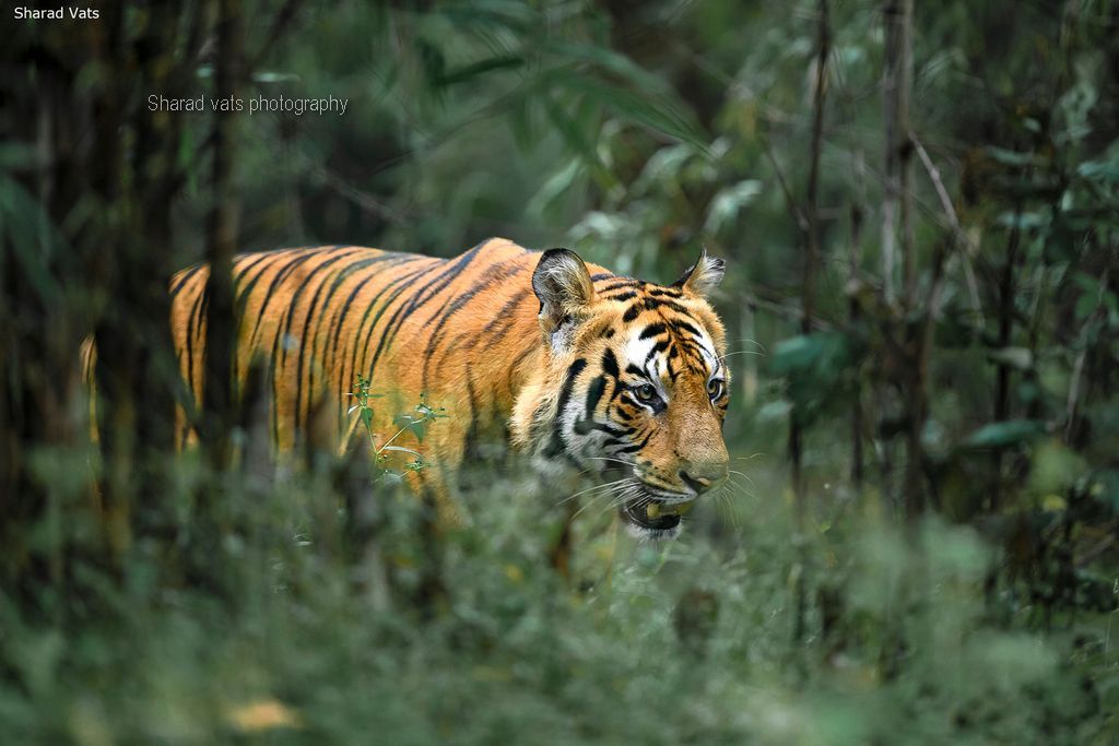 tiger in india (2)