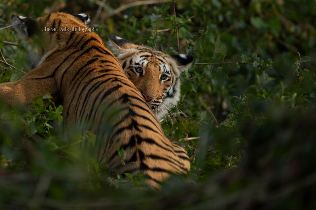 tiger in india (3)