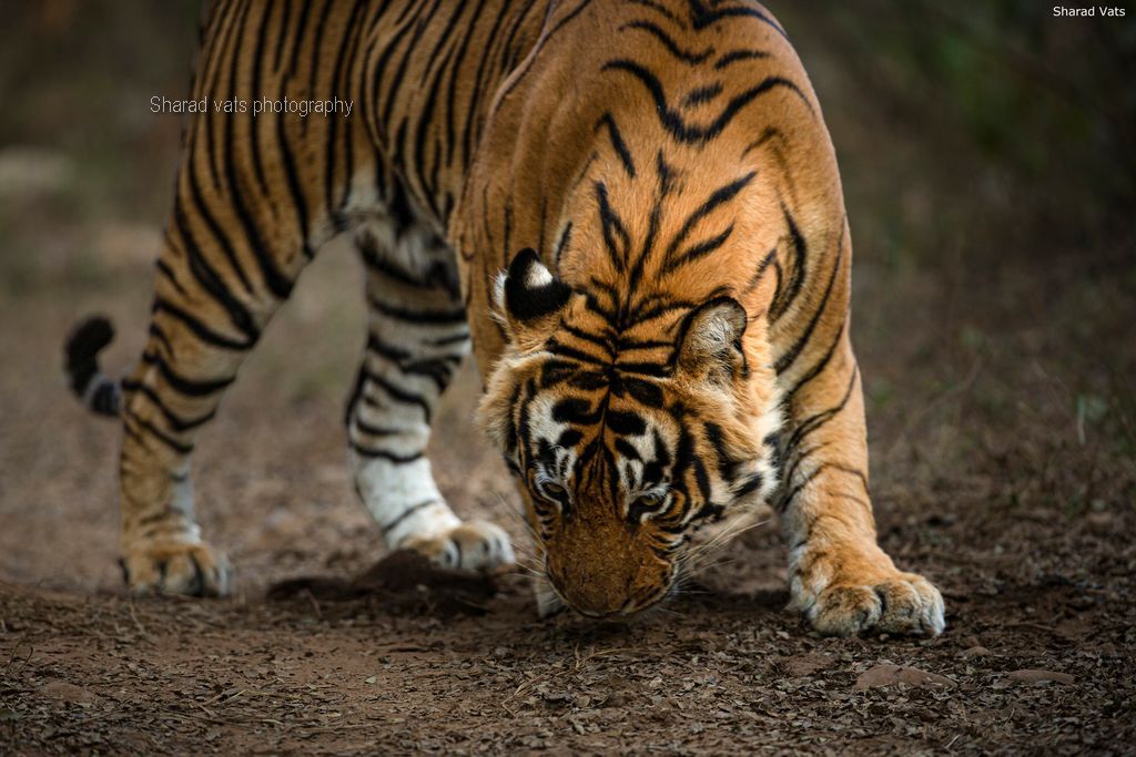 tiger in india (5)