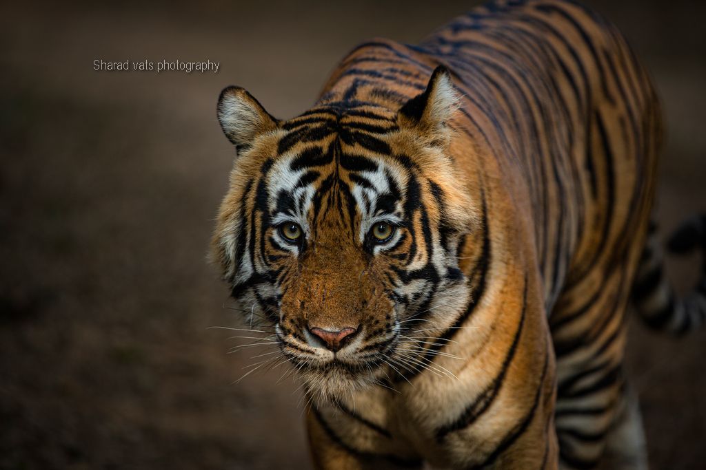 tiger in india (6)