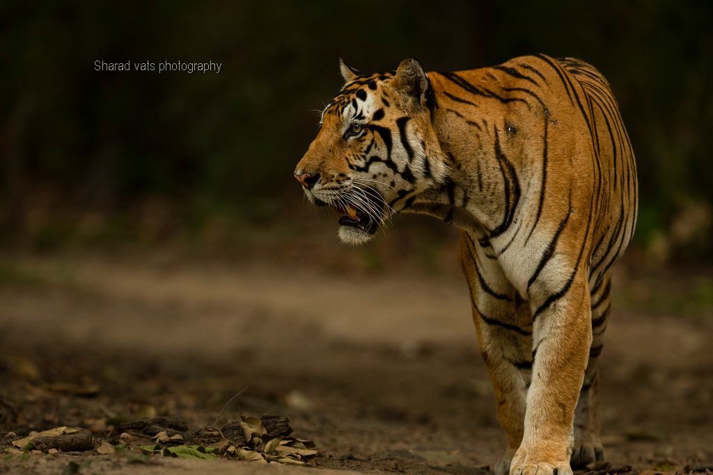 tiger in india (7)